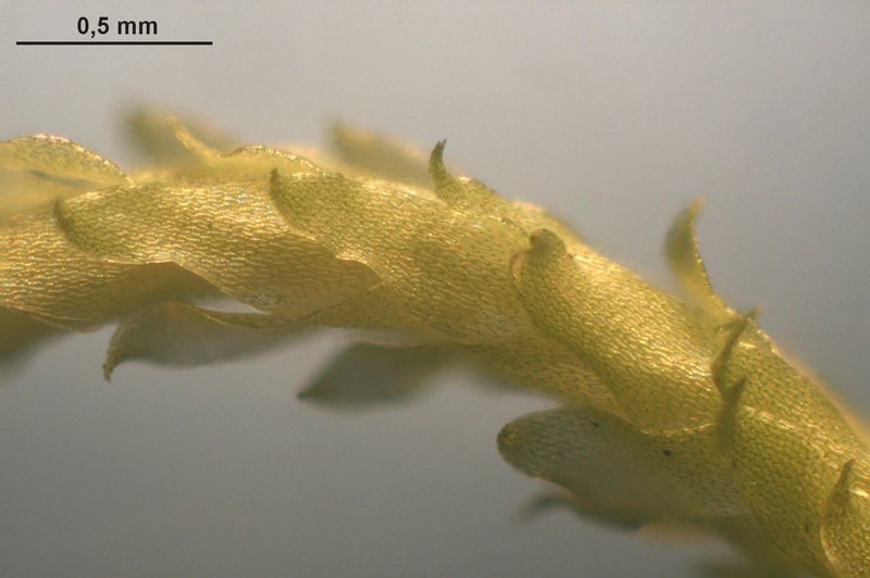 Sphagnum photo 2