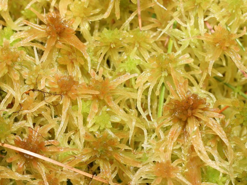 Sphagnum