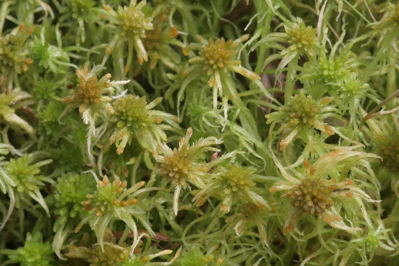 Sphagnum photo 3