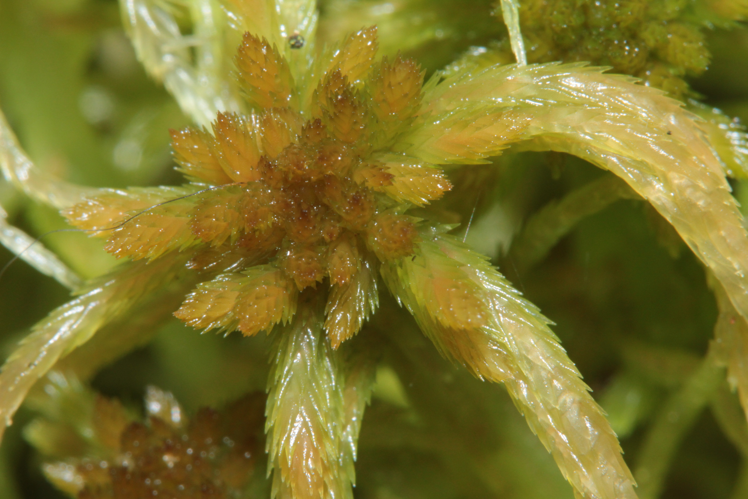 Sphagnum photo 4