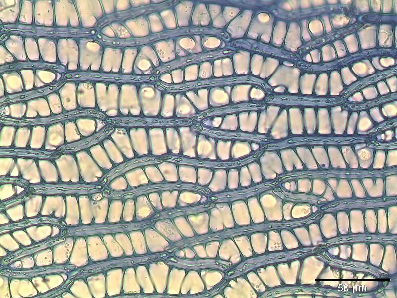 Sphagnum photo 5