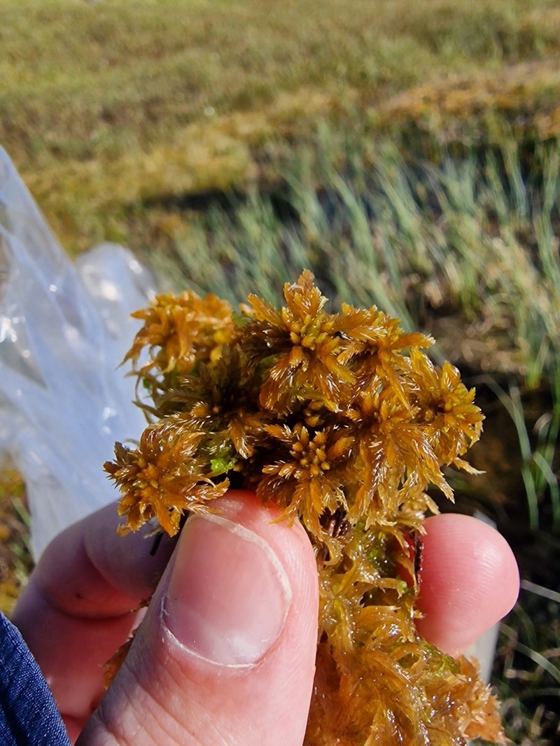 Sphagnum