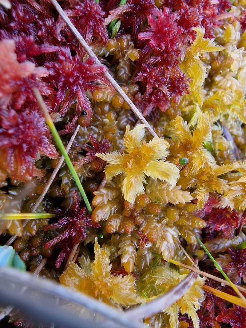 Sphagnum photo 4