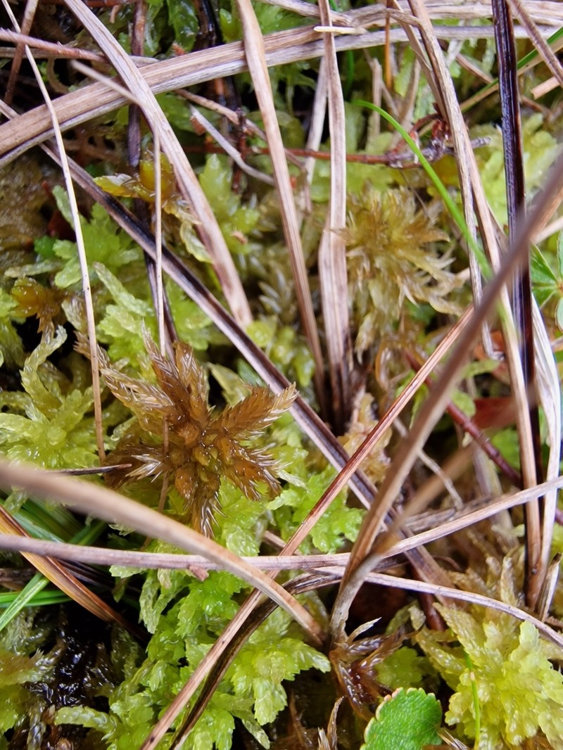 Sphagnum photo 5