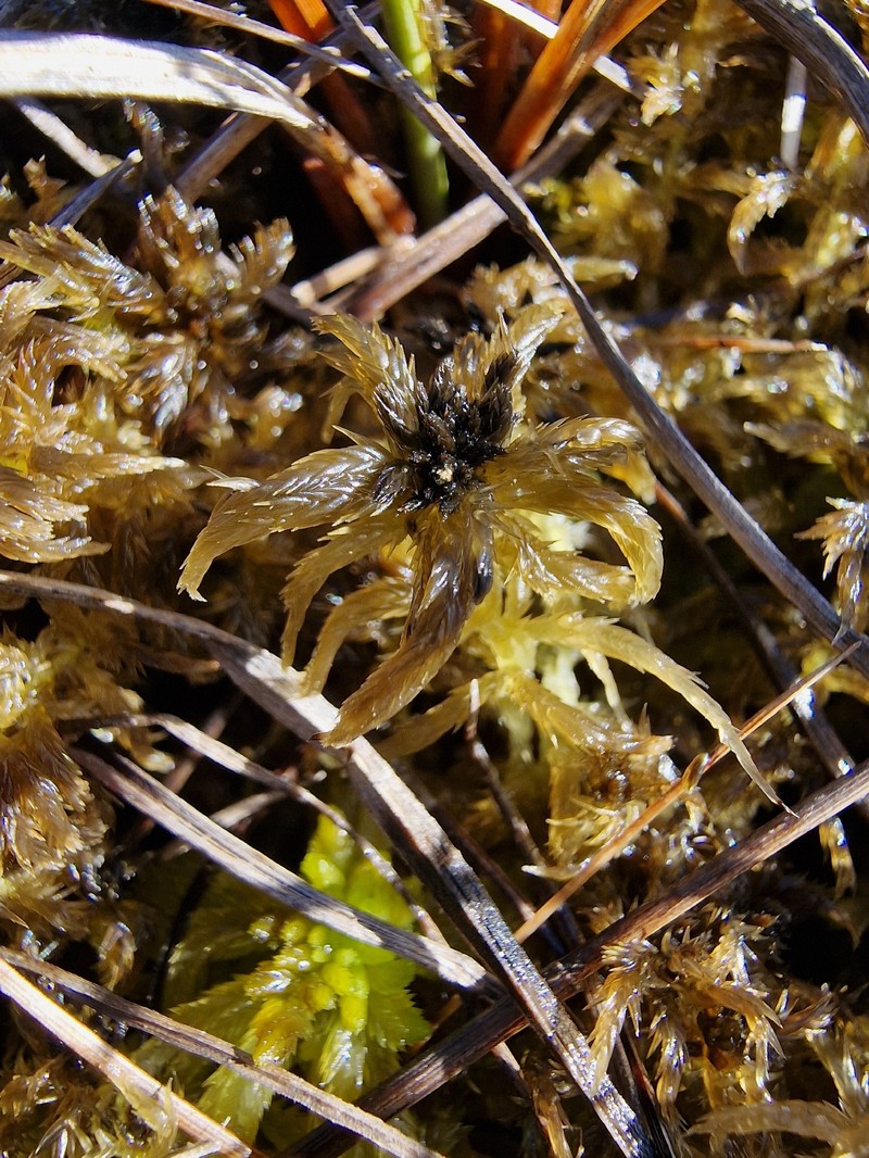 Sphagnum photo 6