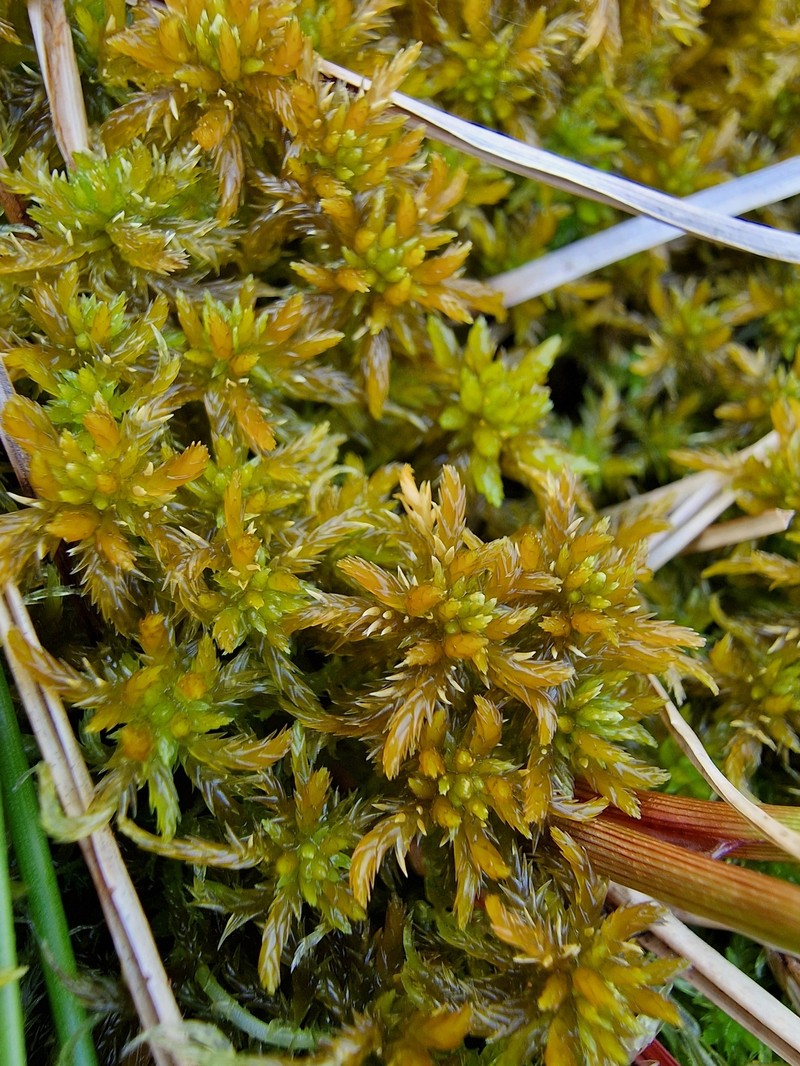 Sphagnum photo 7