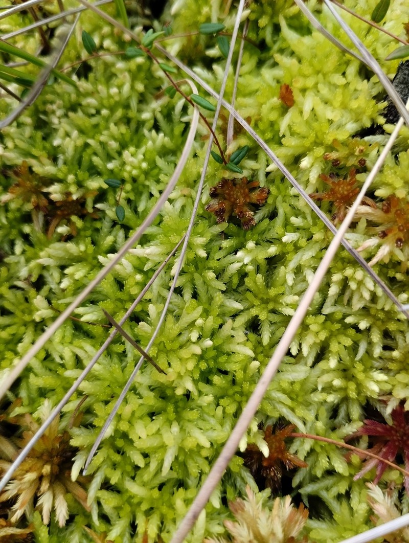 Aongstroem's Sphagnum photo 2