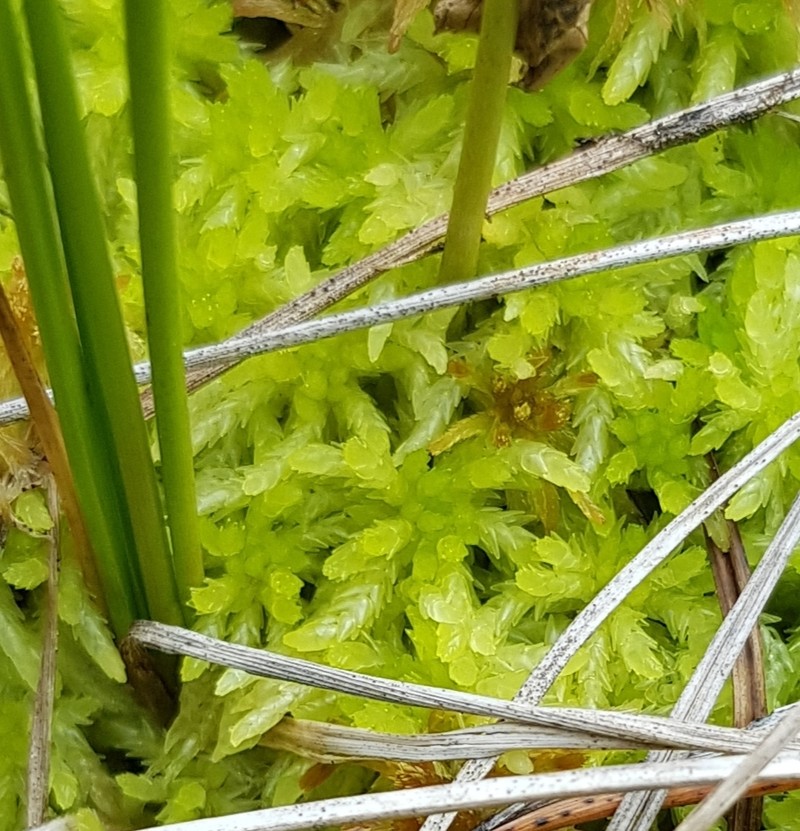 Aongstroem's Sphagnum photo 4