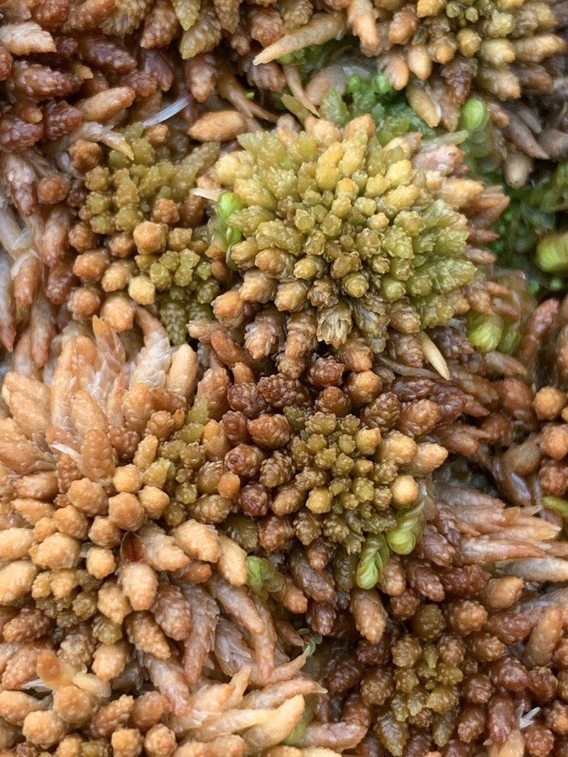 Austin's Sphagnum photo 2