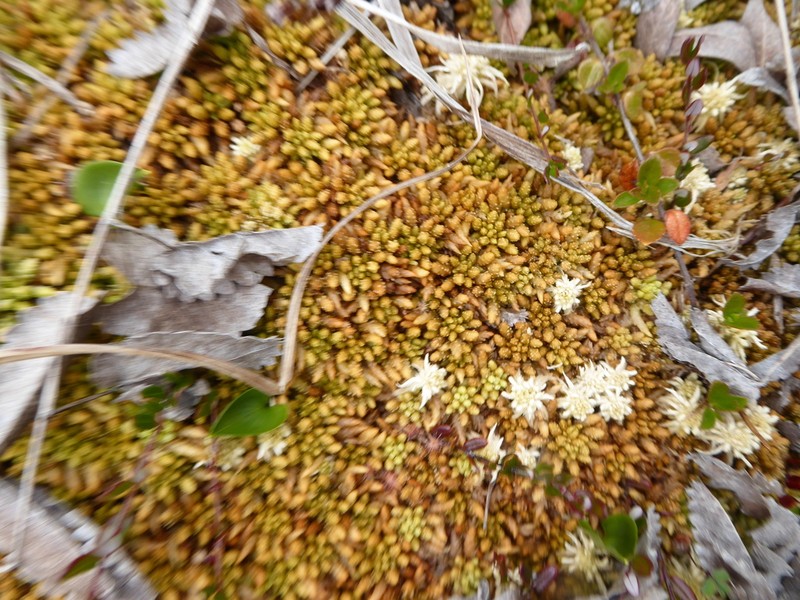 Austin's Sphagnum photo 3