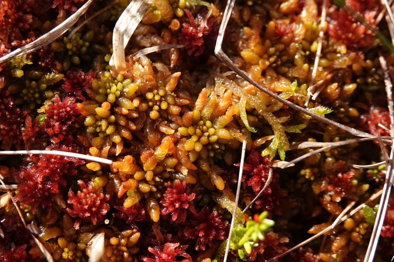 Austin's Sphagnum photo 4