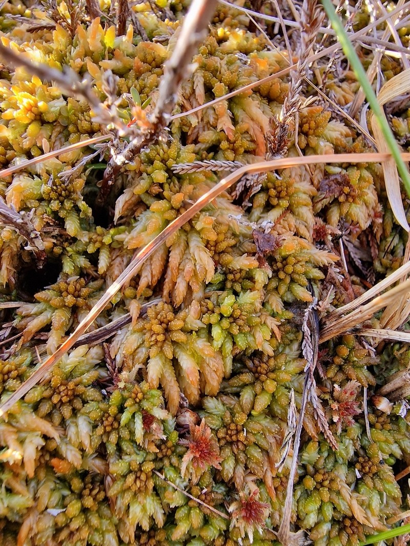Austin's Sphagnum photo 5