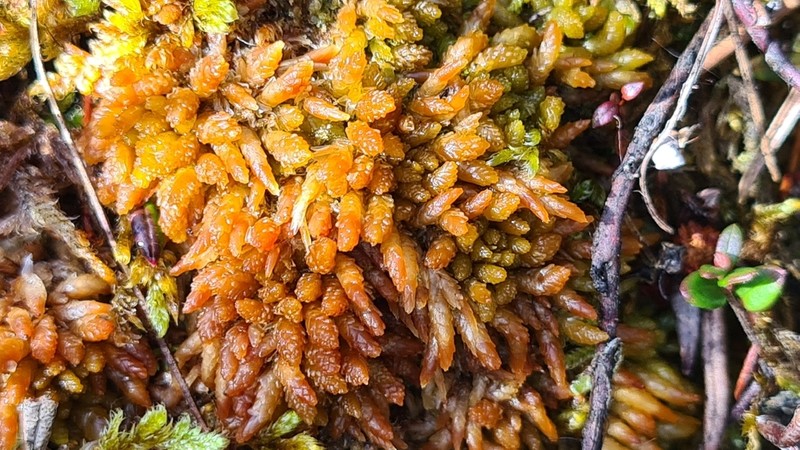 Austin's Sphagnum photo 6