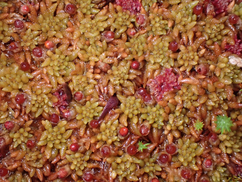 Austin's Sphagnum photo 7