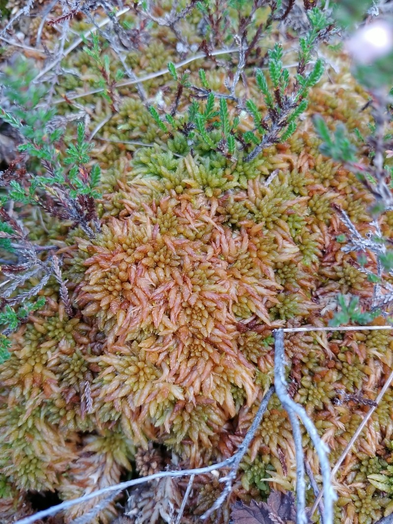 Austin's Sphagnum photo 8