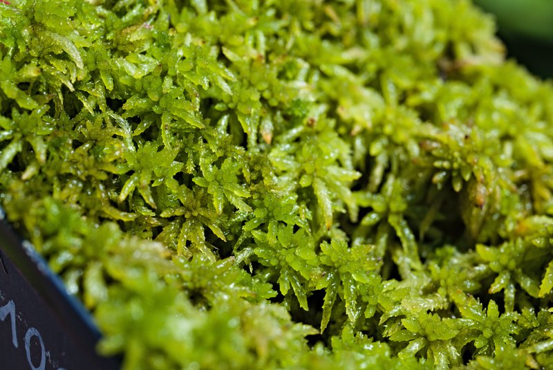 Austin's Sphagnum