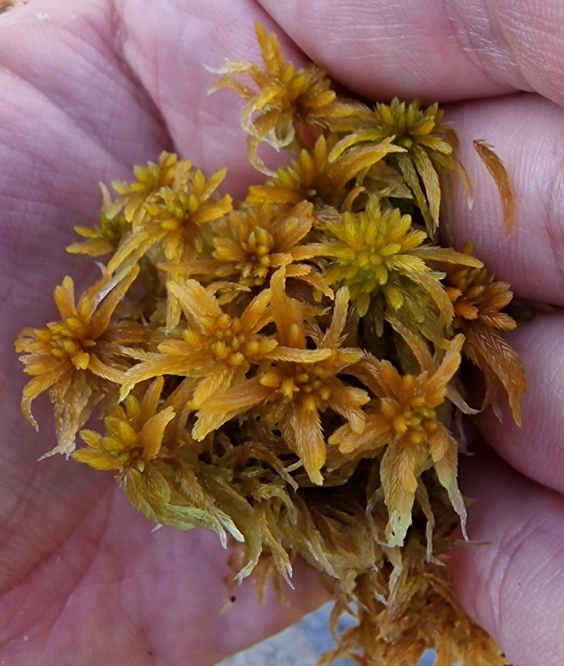 Baltic Sphagnum