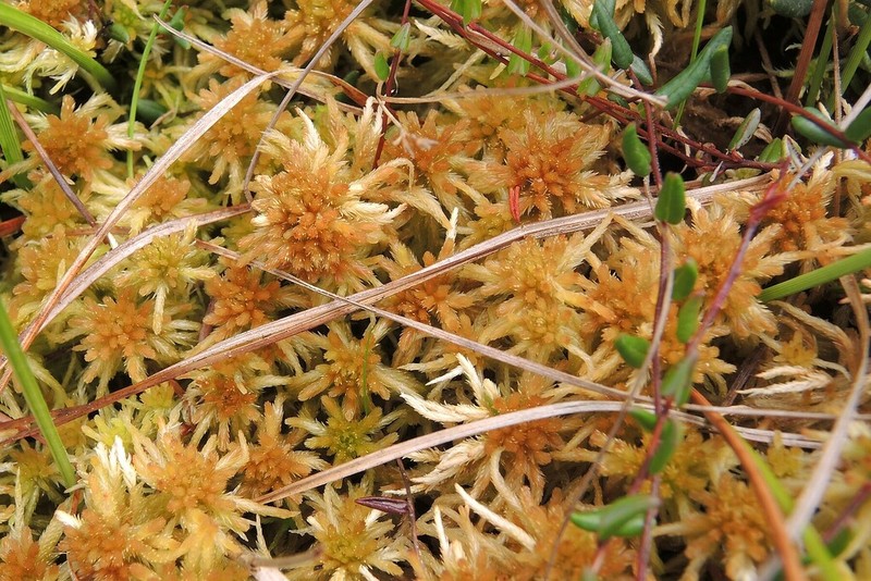 Baltic Sphagnum photo 2
