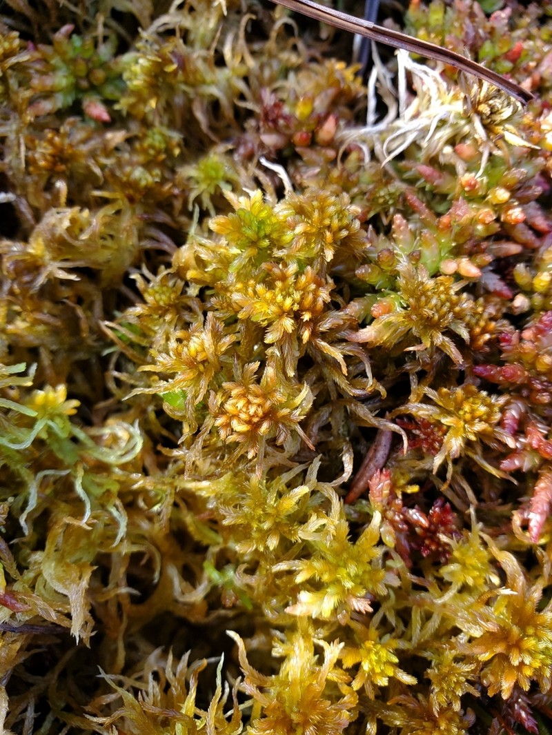 Baltic Sphagnum photo 3