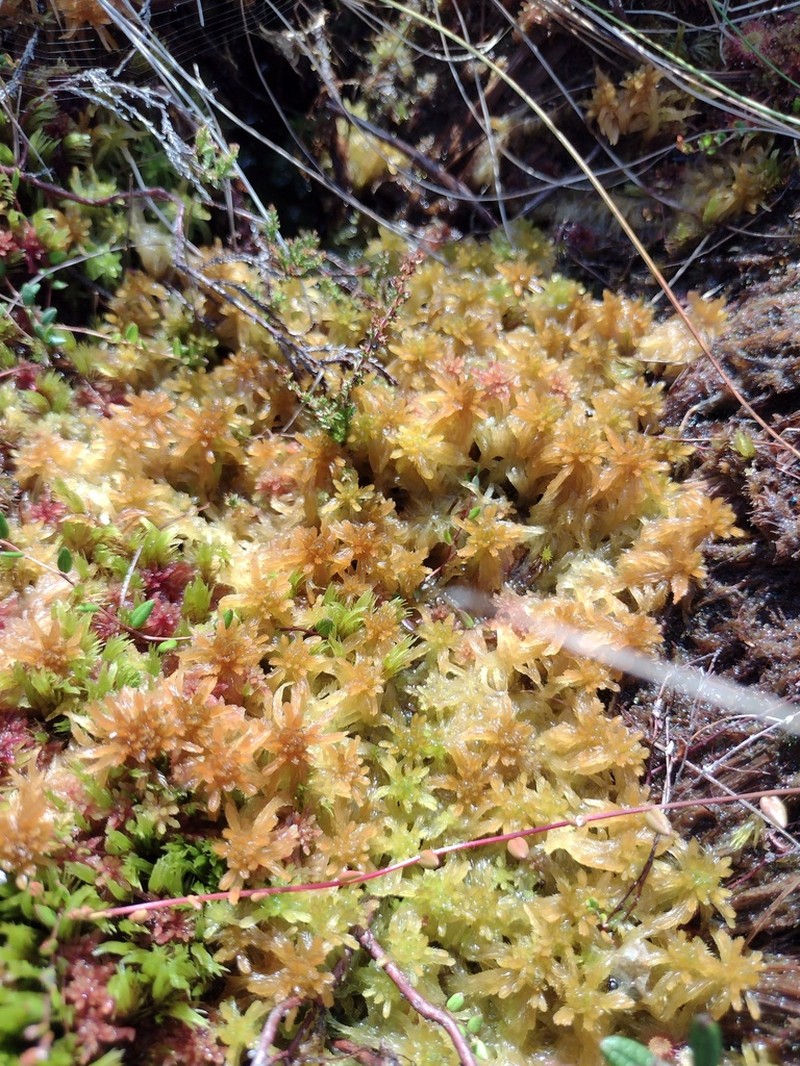 Baltic Sphagnum photo 4
