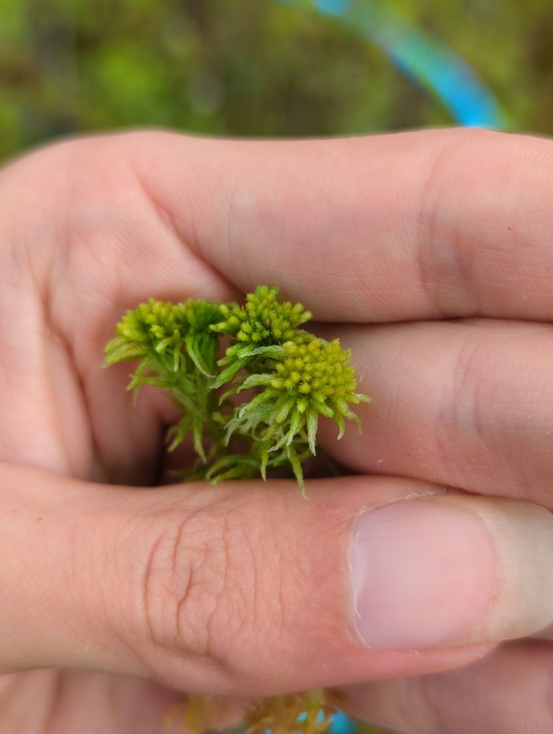Baltic Sphagnum photo 5