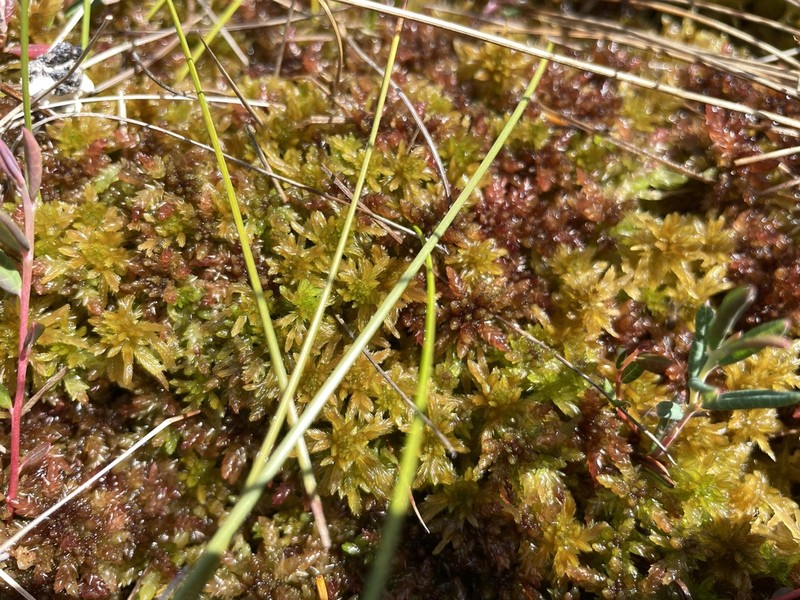 Baltic Sphagnum photo 6