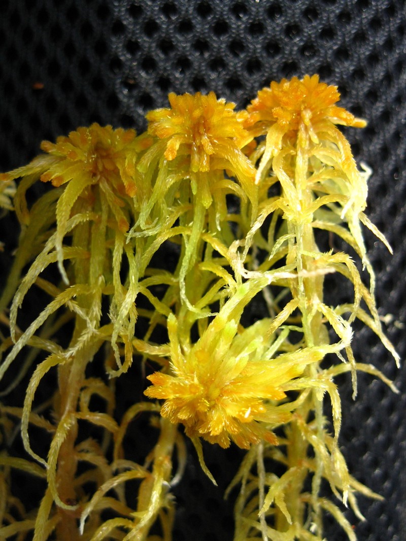 Baltic Sphagnum photo 7