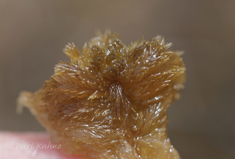 Baltic Sphagnum photo 8