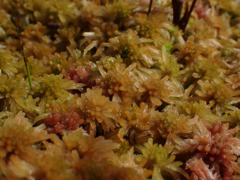 Baltic Sphagnum