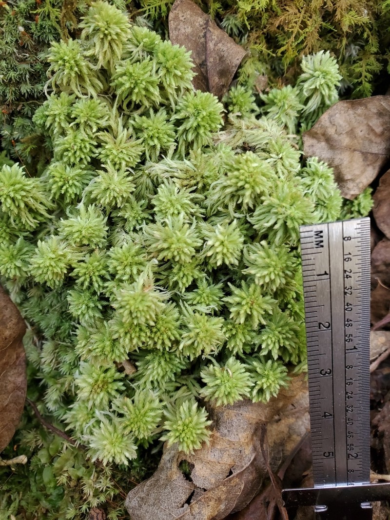 Bartlett's Sphagnum