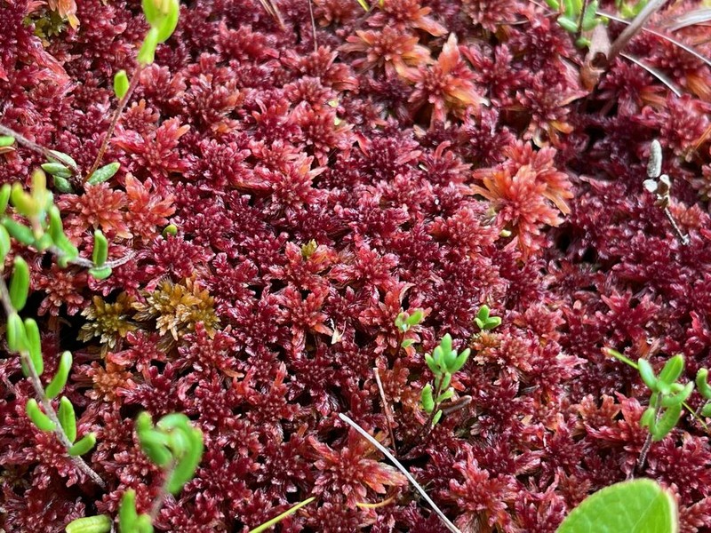 Bartlett's Sphagnum photo 2