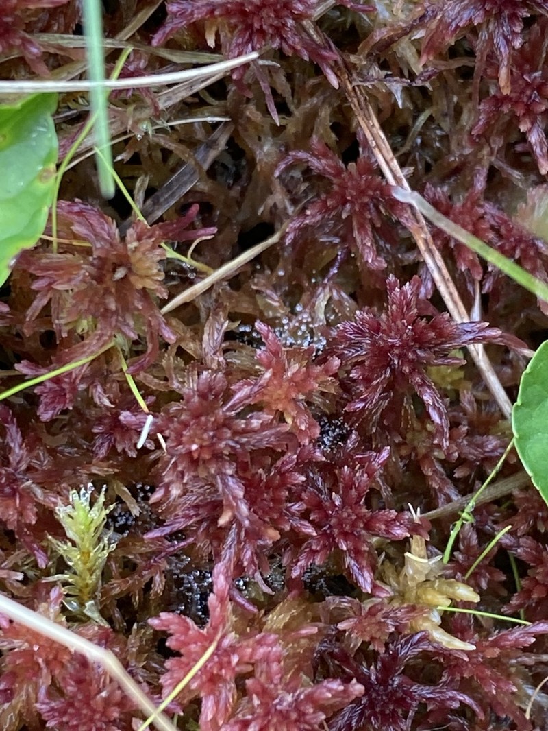 Bartlett's Sphagnum photo 3