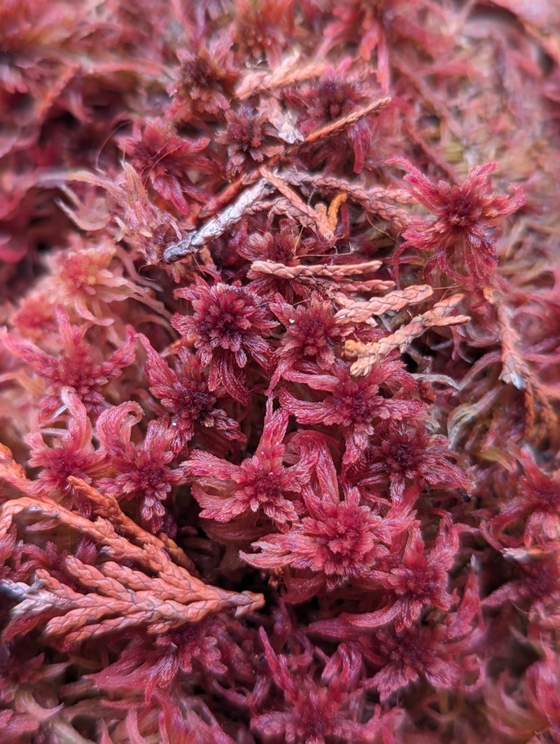 Bartlett's Sphagnum photo 4