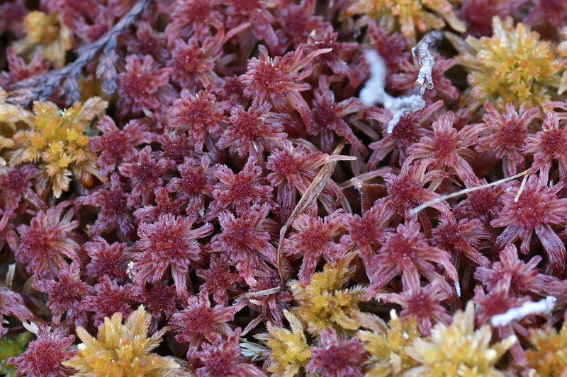 Bartlett's Sphagnum photo 5