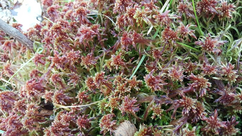Bartlett's Sphagnum photo 6