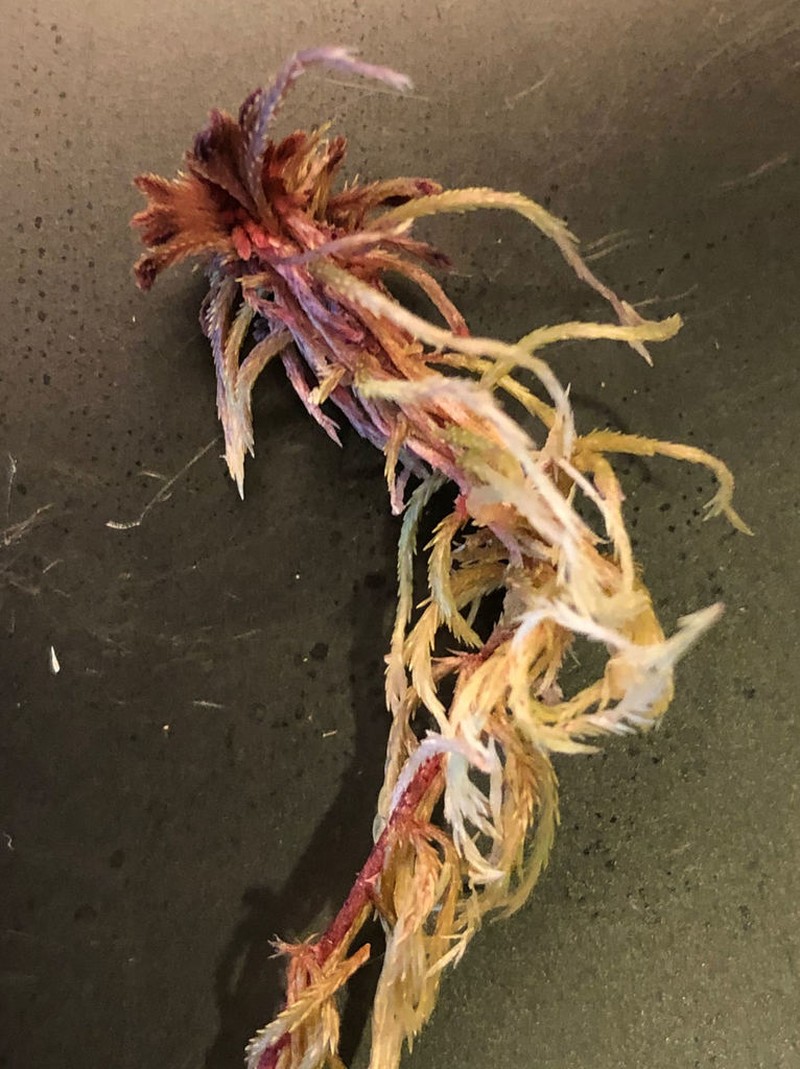 Bartlett's Sphagnum photo 7