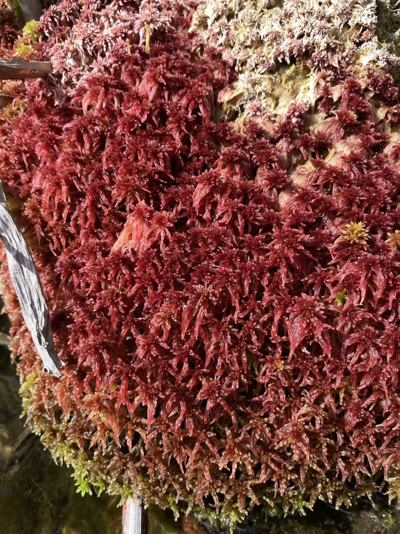 Bartlett's Sphagnum photo 8