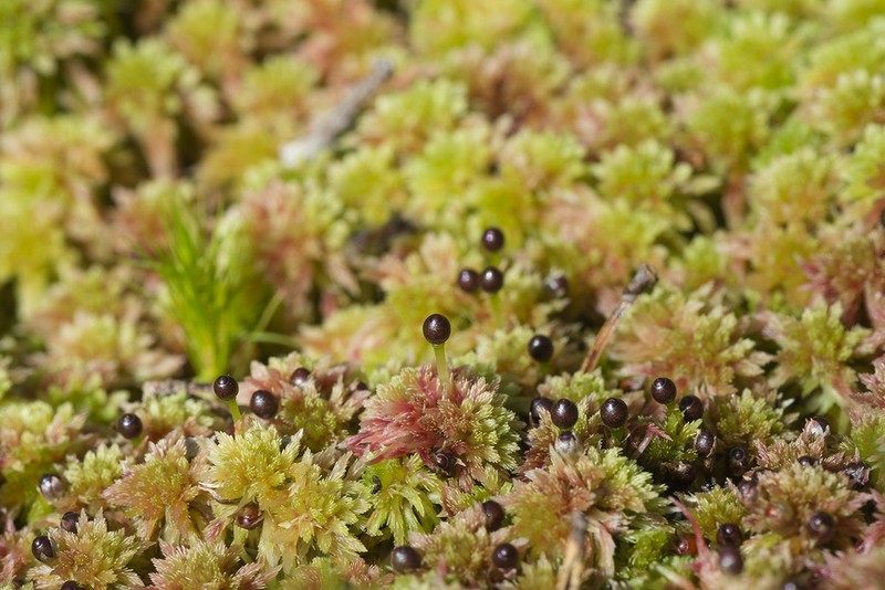 Sphagnum photo 4