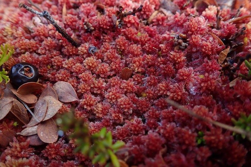 Sphagnum photo 5