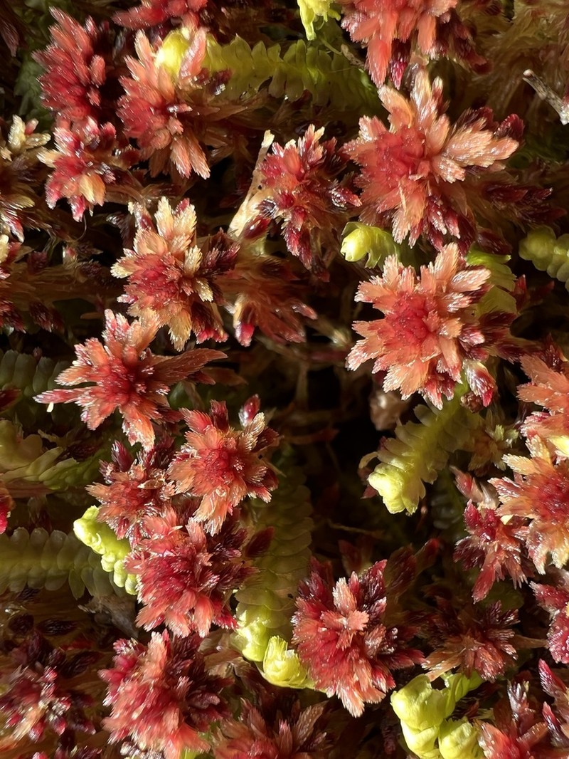 Sphagnum photo 6
