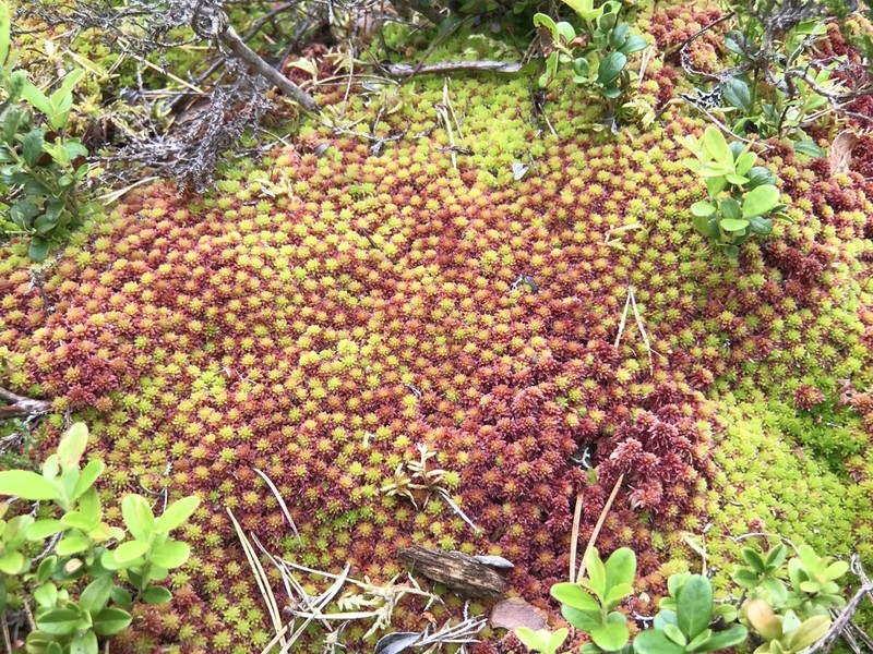Sphagnum photo 7