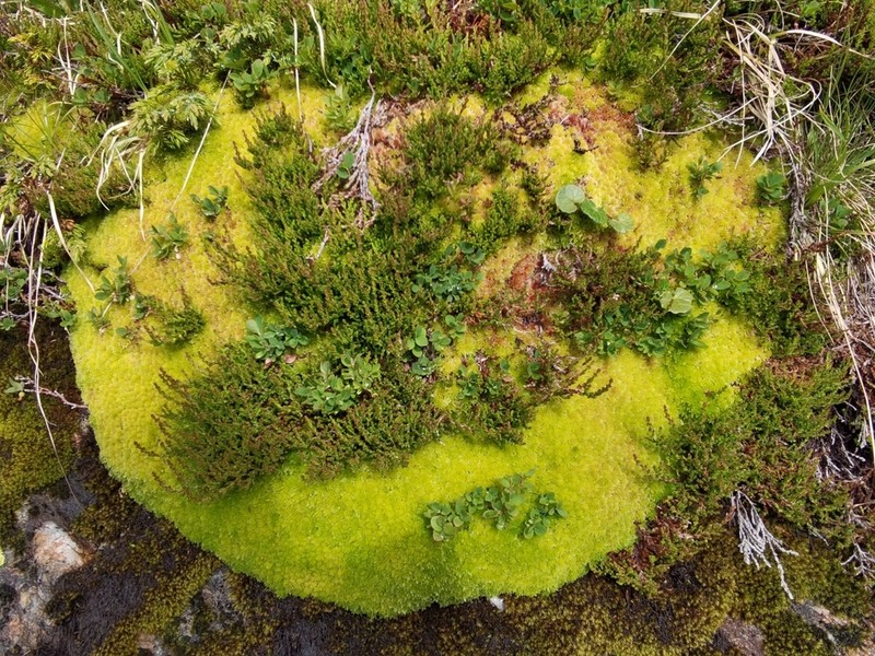 Sphagnum photo 8