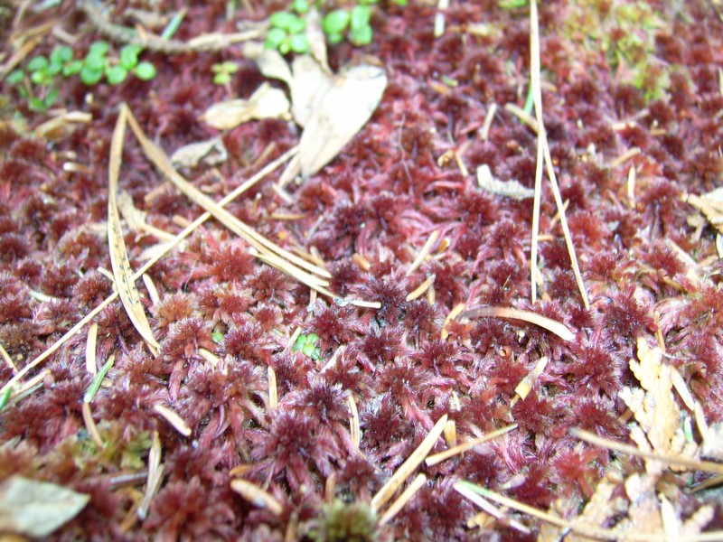 Sphagnum