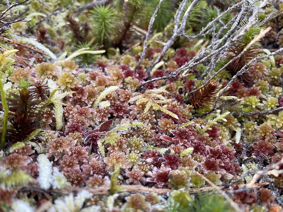 Sphagnum photo 5