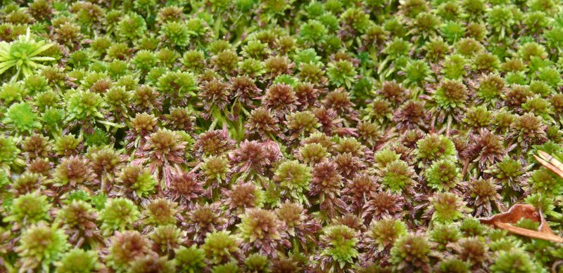 Sphagnum photo 6