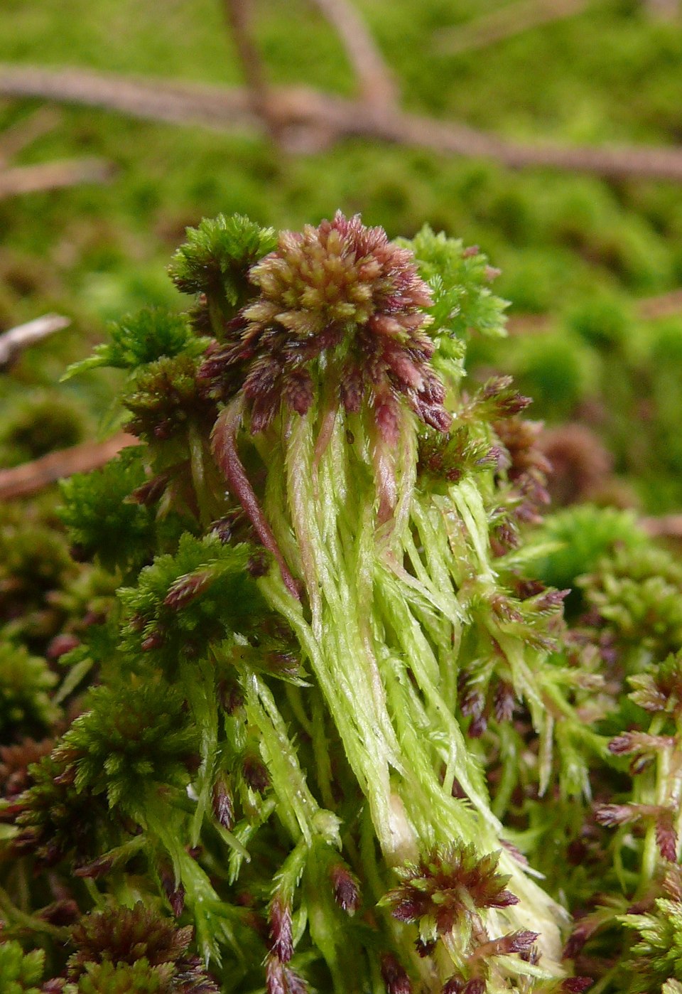 Sphagnum photo 7