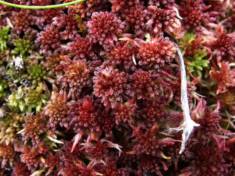 Sphagnum photo 2