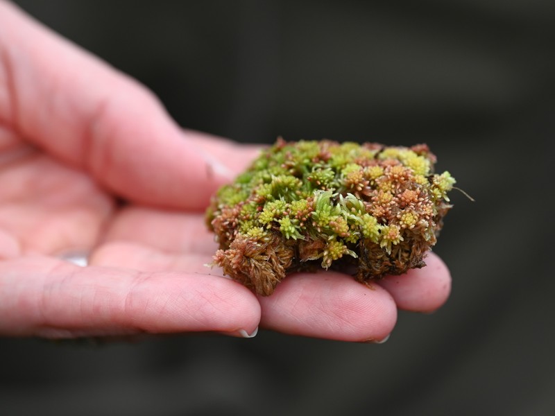 Sphagnum photo 3