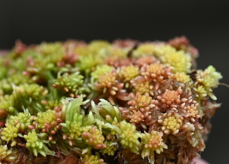 Sphagnum photo 4