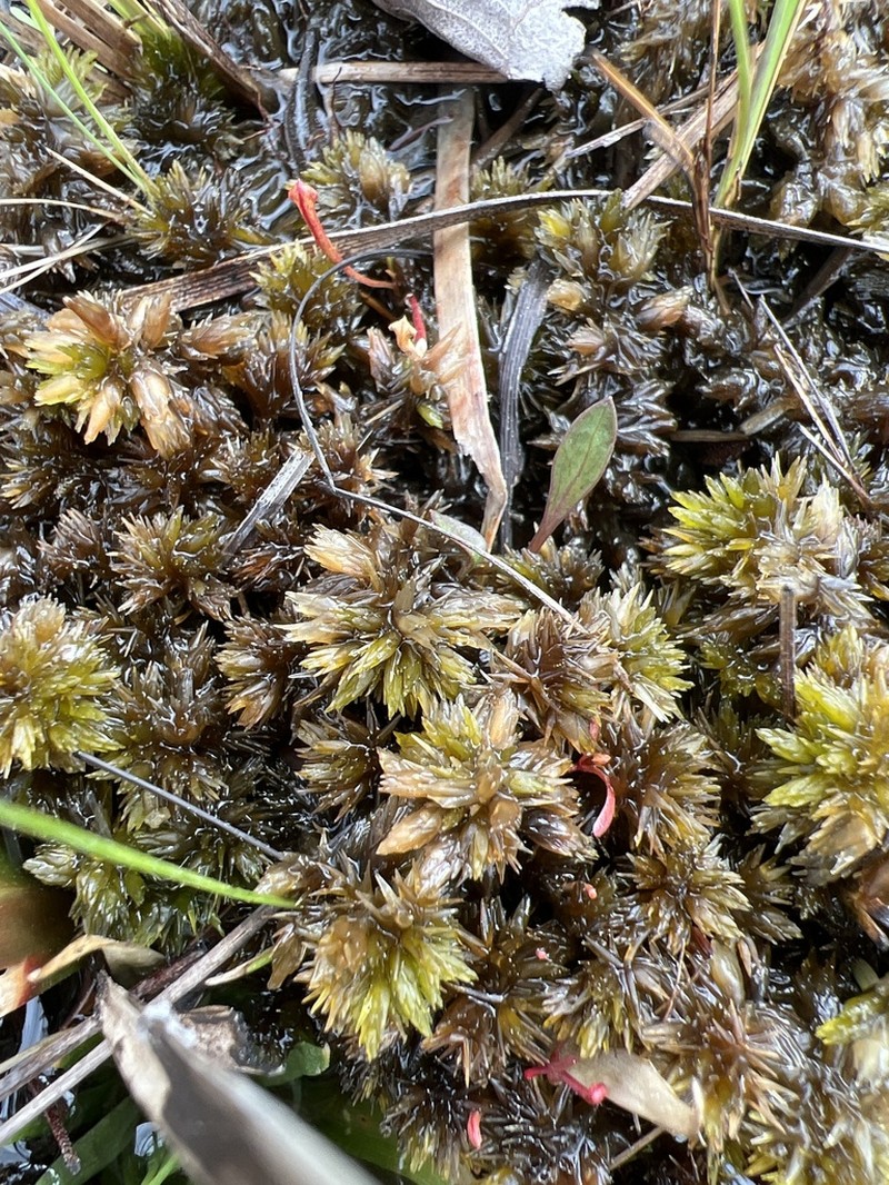 Carolina Sphagnum